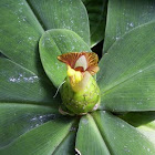 Costus