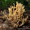 Coral Mushroom