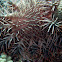 Crown of Thorns Sea Star