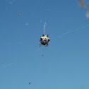 Jewel spider