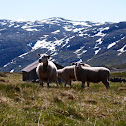 Sheep