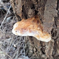 Fungi on Trees