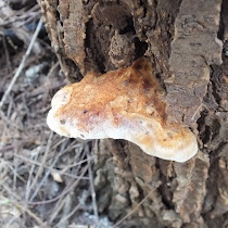 Fungi on Trees