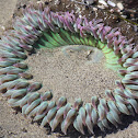 Starburst Anenome