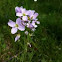 Cuckoo Flower