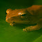 Four-Lined Tree Frog