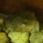 Grey tree frog