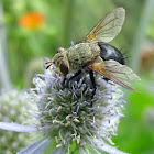 Tachinid Fly
