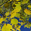 Aspen