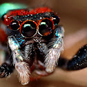 Jumping Spider