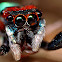 Jumping Spider