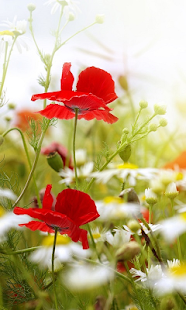 How to install Spring Live Wallpaper 1.0 apk for android