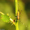 Scudder’s Bush Katydid, nymph