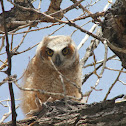 Great Horned Owlet