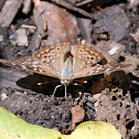 Hackberry Butterfly