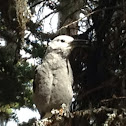 Clark's Nutcracker