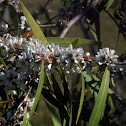 Willow myrtle
