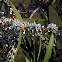 Willow myrtle