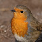 Petirrojo (European robin)
