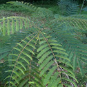Mimosa tree