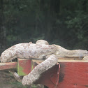 gray rat snake
