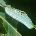 White-dotted prominent