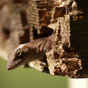 Brown anole