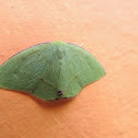 Polilla