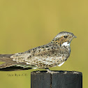 common nighthawk