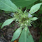 Hoary Mountain Mint
