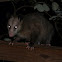 Opossum