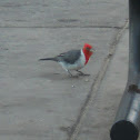 Red-crested Cardinal