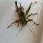 Grass hopper