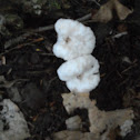 Aboted Entoloma