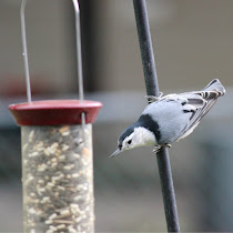 Backyard Birds in Wisconsin