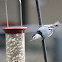 White-Breasted Nuthatch
