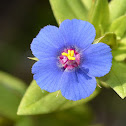 Fynbos