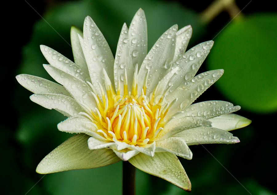 White by Charliemagne Unggay - Nature Up Close Flowers ( water drops, nature, white, beauty, flower )