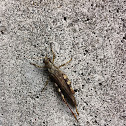 Unknown spotting