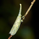 lantern bug
