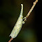 lantern bug