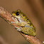 Waterfall Frog
