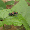 Tiger beatle.