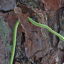 Rough greensnake