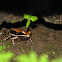 Fungoid Frog
