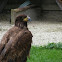 Eastern imperial eagle