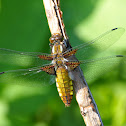 Broad-bodied Chaser
