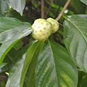 Painkiller Tree