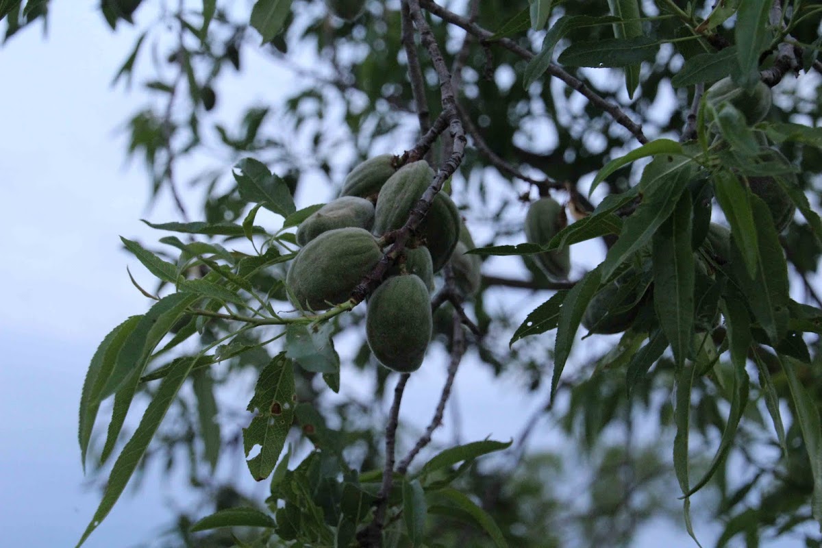 Almendro