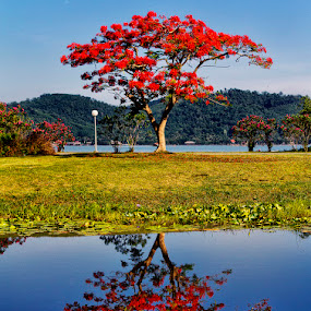 The Fire Tree by Charliemagne Unggay - Nature Up Close Trees & Bushes ( orange, nature, tree, scenic view, landscape )